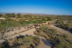 Los-Cab-horses-running-to-pasture