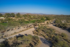 Los-Cab-horses-running-to-pasture Los-Cab-horses-running-to-pasture
