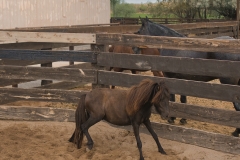 Miniature-horse-03-©Mike-Shubic