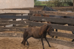 Miniature-horse-03-©Mike-Shubic Miniature-horse-03-©Mike-Shubic