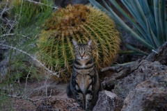 Miss-Kitty-©Mike-Shubic Miss-Kitty-©Mike-Shubic