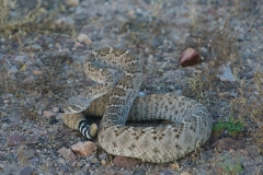 Rattlesnake-by-©Mike-Shubic