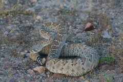 Rattlesnake-by-©Mike-Shubic Rattlesnake-by-©Mike-Shubic