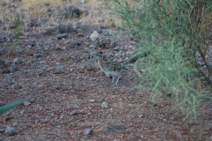 Road-Runner-©Mike-Shubic Road-Runner-©Mike-Shubic