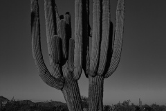 Saguaro-BW-vertical-by-Mike-Shubic Saguaro-BW-vertical-by-Mike-Shubic