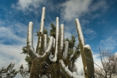 Saguaro-with-a-dusting-of-snow-in-Wickenburg