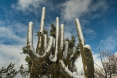 Saguaro-with-a-dusting-of-snow-in-Wickenburg Saguaro-with-a-dusting-of-snow-in-Wickenburg