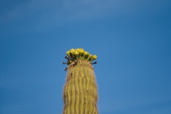 Saguaro-with-blooms-and-blue-sky-by-Mike-Shubic