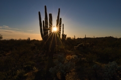 Sunset-starburst-through-Saquaro-cacti