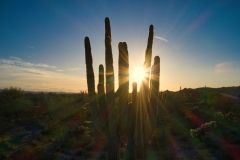 Sunset-starburst-through-saquaro