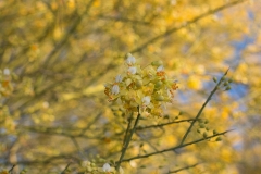 Tree-blooms-in-Wickenburg