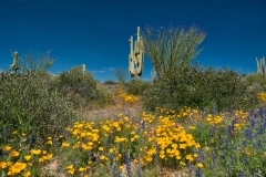 Wickenburg-AZ-wildflowers Wickenburg-AZ-wildflowers