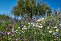 Wickenburg-Wildflowers