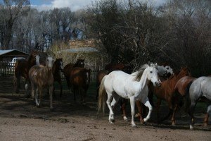 Horses at the Vee Bar Ranch