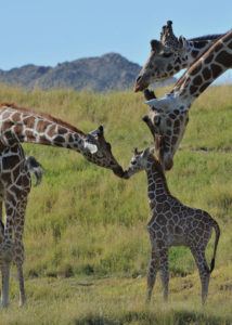 Baby Giraffe at the Living Desert in Palm Desert