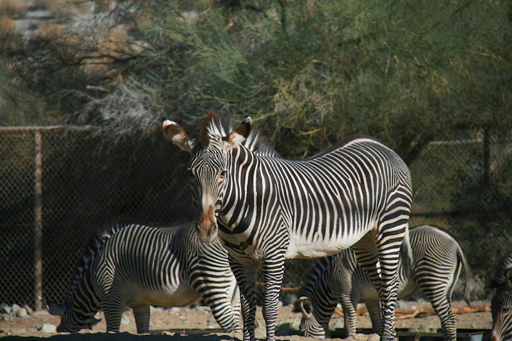 Zebra at The Living Desert in Palm Desert California by Mike Shubic of MikesRoadTripc.om