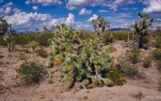 Joshua Trees Parkway is one of the many things to see in Arizaon