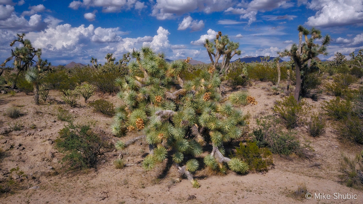 Scenic Roads Joshua Trees Parkway through Arizona along U.S. 93