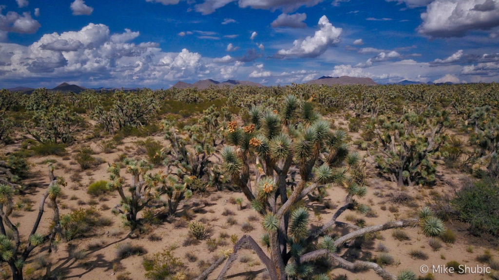 Scenic Roads Joshua Trees Parkway through Arizona along U.S. 93