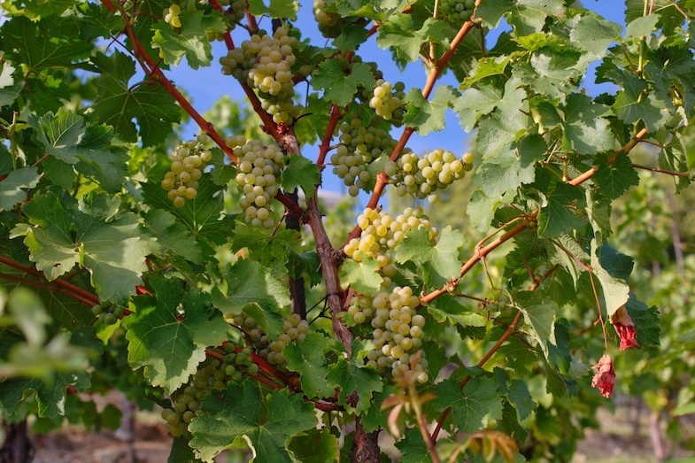 Wine tasking is another one of the romantic Seattle attractions we suggest. Wine Grapes photo by: Mike Shubic of MikesRoadTrip.com