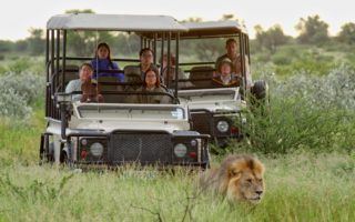 Central kalahari safari