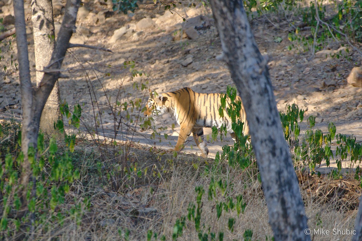 Bangle Tiger in India by MikesroadTrip.com