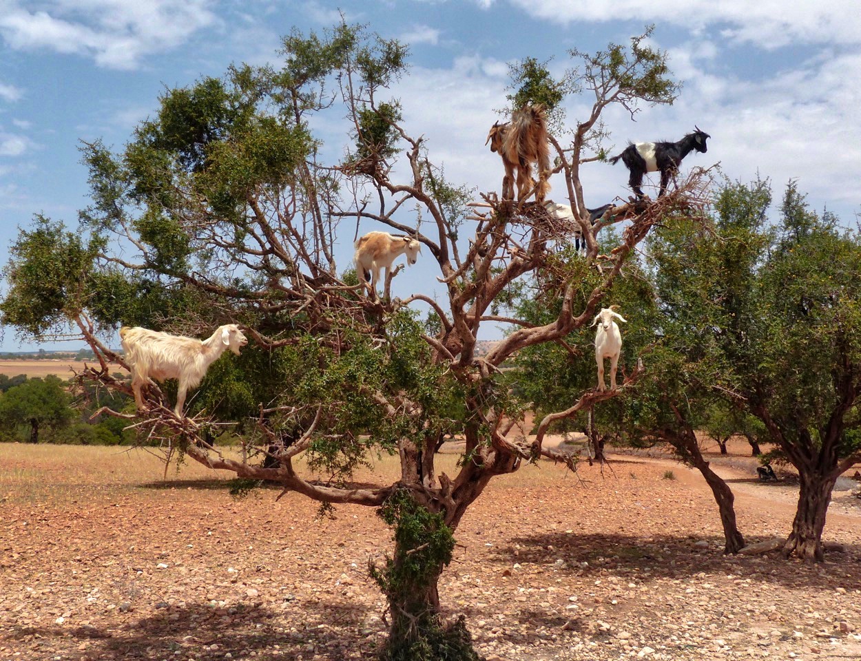 Goats on Trees from Marrakesh to Essaouira, Morocco is indeed an odd roadside attraction