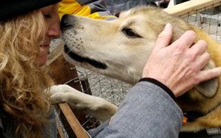 Love from Ididaride dog in Seward AK