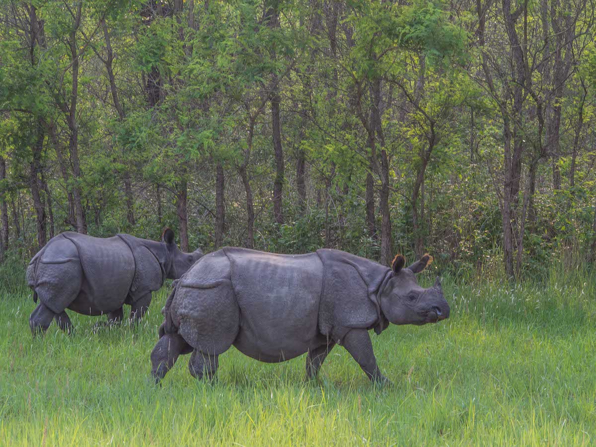 Group of three One-horn Rhino while on a Himalayan road trip by Dee of MikesRoadTrip.com