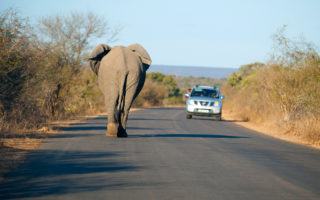 African elephant on the road