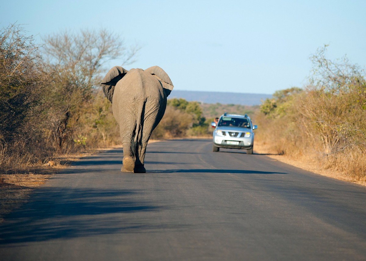 Kruger National Park, South Africa (South to North) is one of the most scenic roads in Africa, part of the top-100 list of most scenic roads in the world