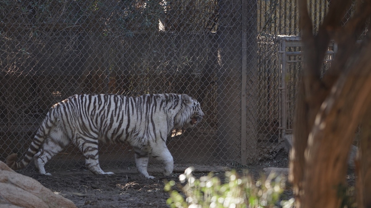 Tigar at Wildlife World Zoo in Phoenix. Photo by: Mike of MikesRoadTrip.com