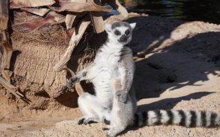 Wildlife World Zoo in Phoenix. Photo by: Mike of MikesRoadTrip.com