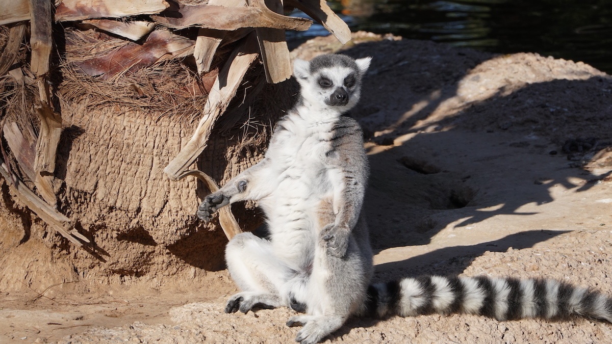 Wildlife World Zoo in Phoenix. Photo by: Mike of MikesRoadTrip.com