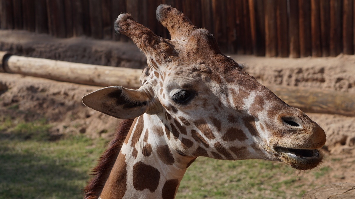 Giraffe at Wildlife World Zoo in Phoenix. Photo by: Mike of MikesRoadTrip.com