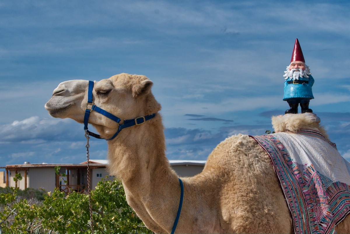 Roaming Gnome on Camel with Cabo Adventures in Los Cabos. Photo by:Mike Shubic