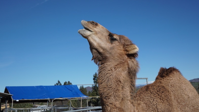 Camel at Sugarplum Zoo and Chocolates in Temecula