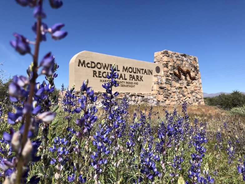 Arizona Wildflowers at McDowell Mountain Regional park