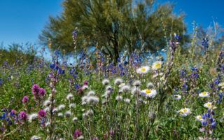 Arizona Wildflowers on Thompson copy.jpg