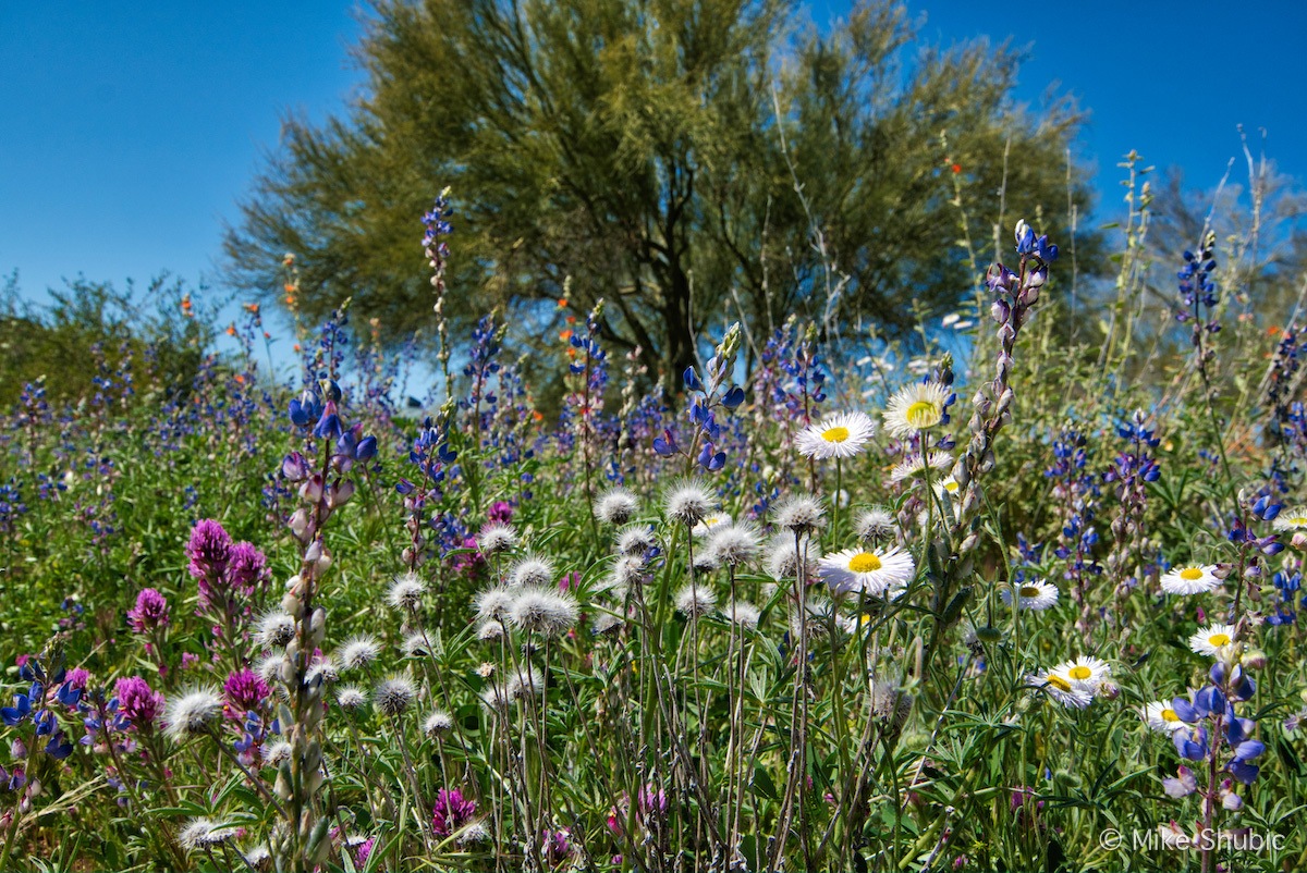 Arizona Wildflowers on Thompson copy.jpg