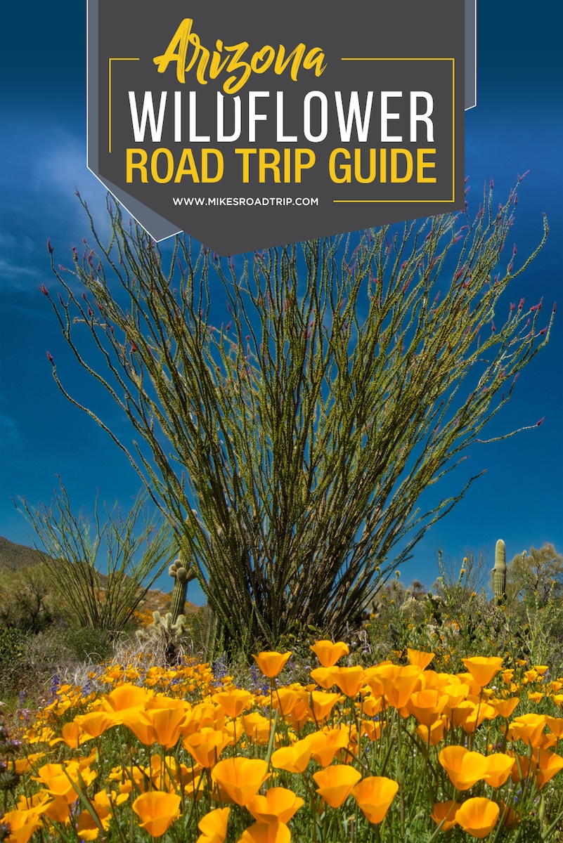 Arizona Wildflowers Road Trip Guide 1