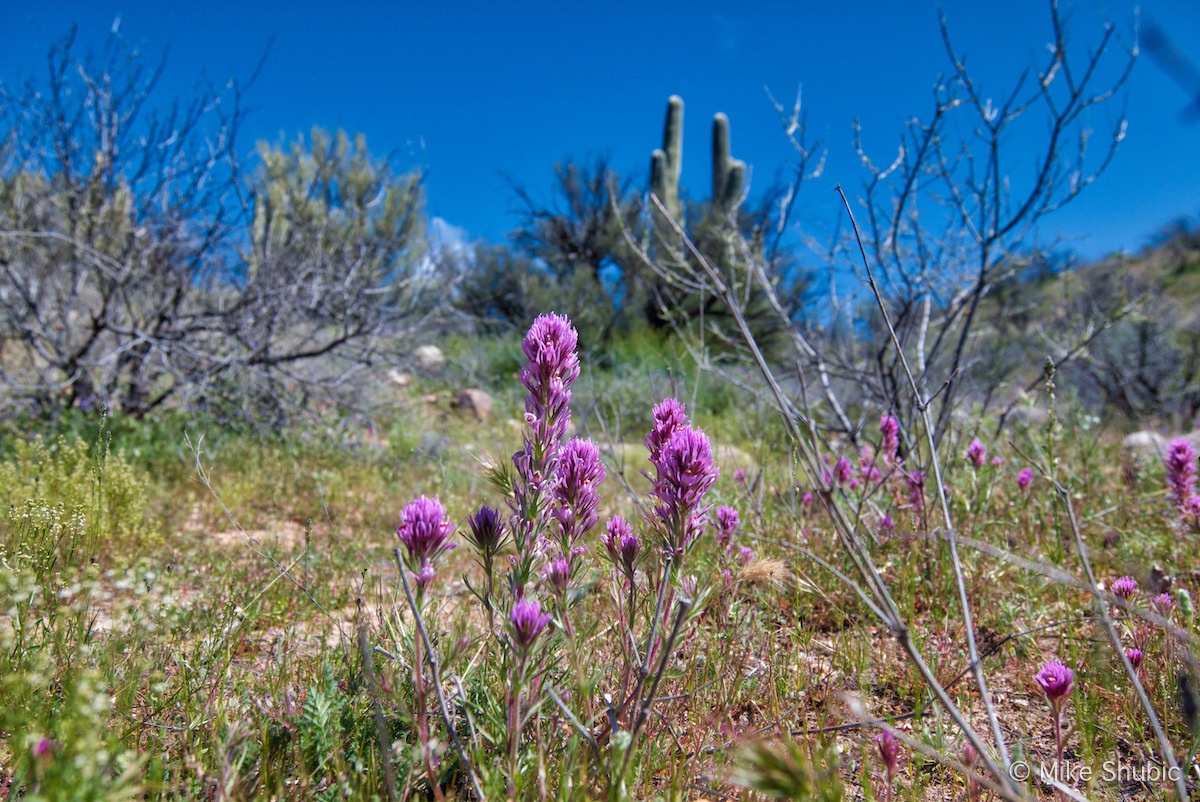 Arizona Wildflowers at Catalina State Park - Photo by Mike Shubic of MikesRoadTrip.com