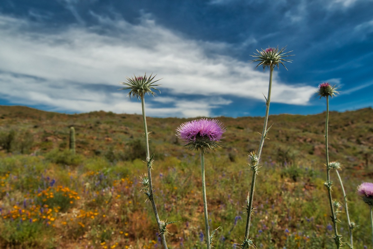 Black Canyon City Arizona Wildflowers