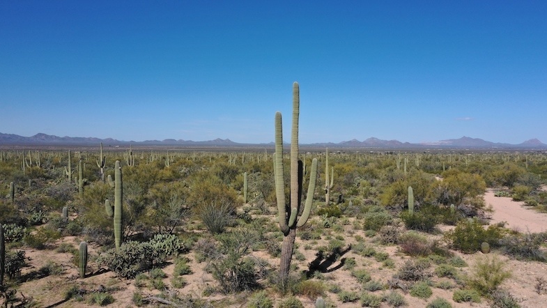 Saguaro National Park