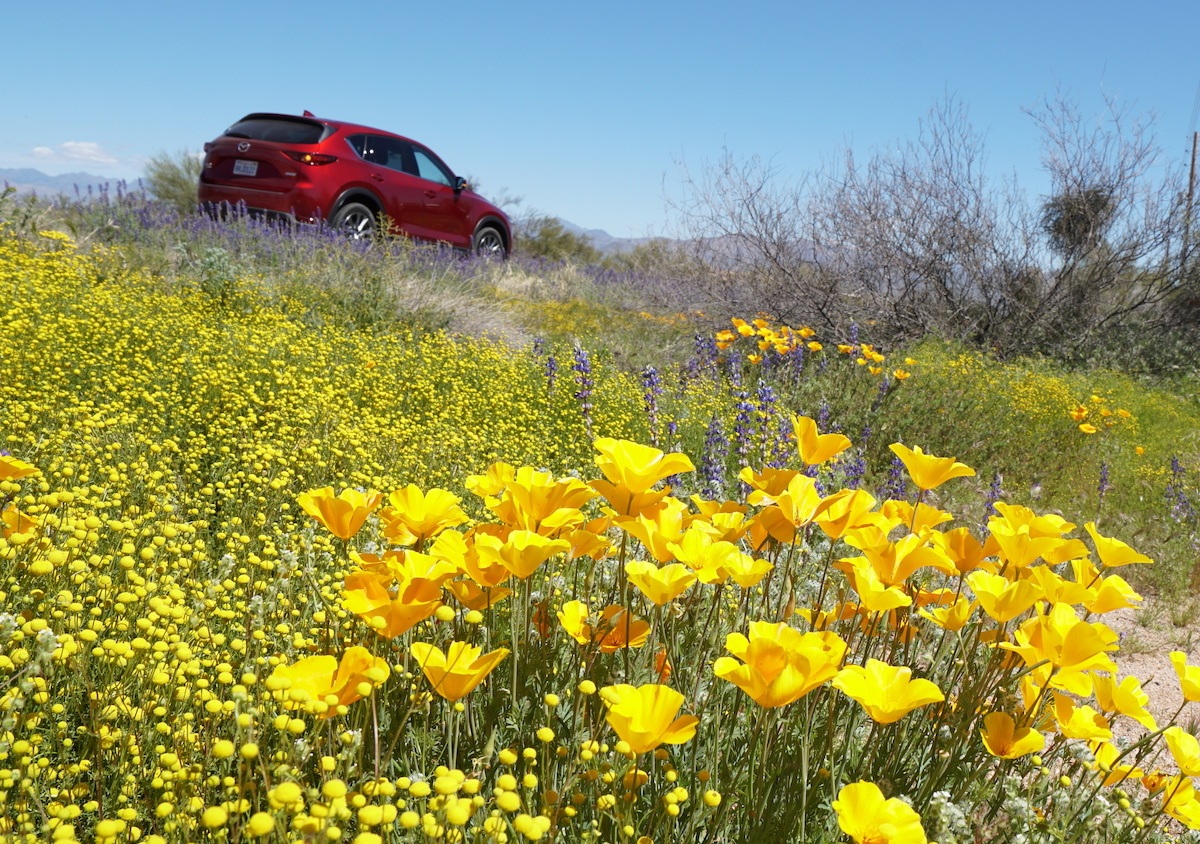 Arizona Wildflowers along Rio Verde Drive in North Scottsdale