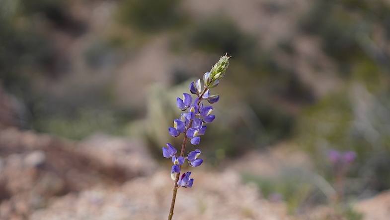 Arizona Purple wildflowers