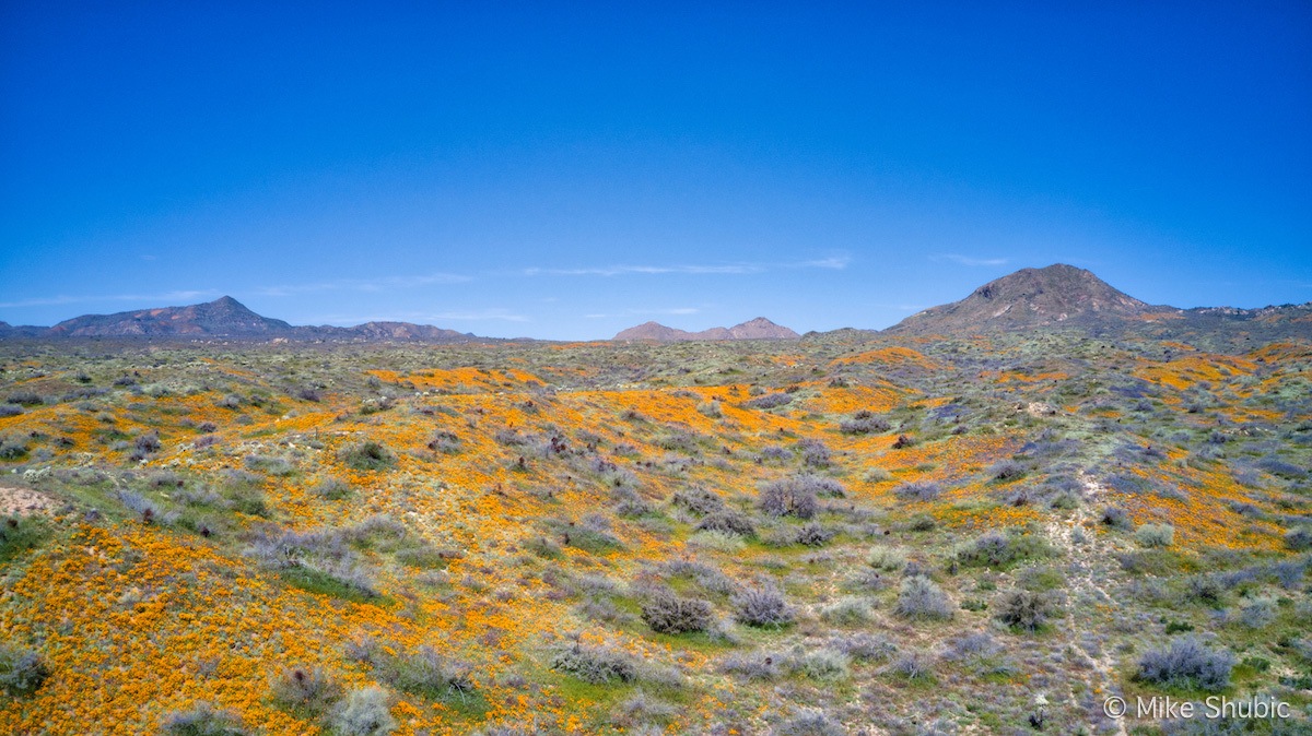 Hillside Arizona Wildflowe copy.jpg