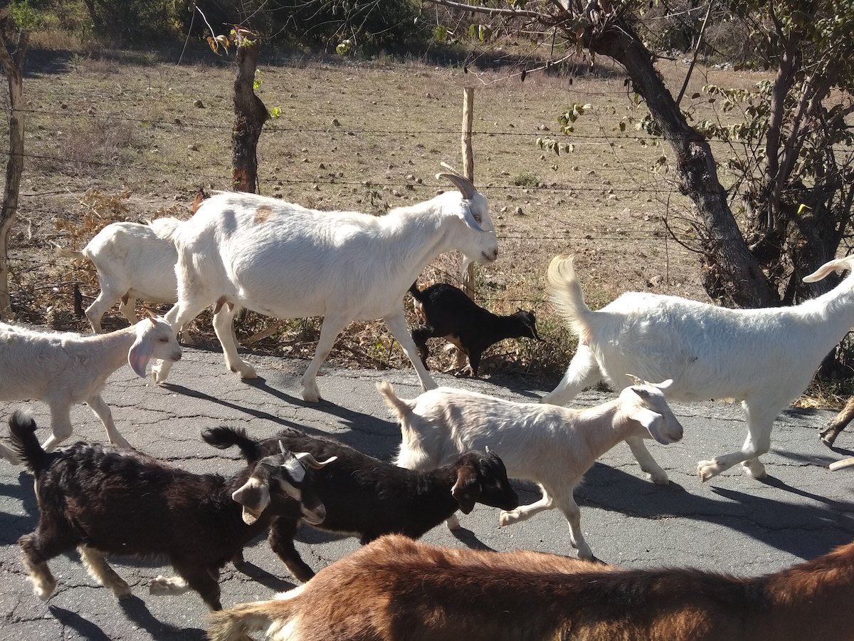 goats along Mexico City road trip