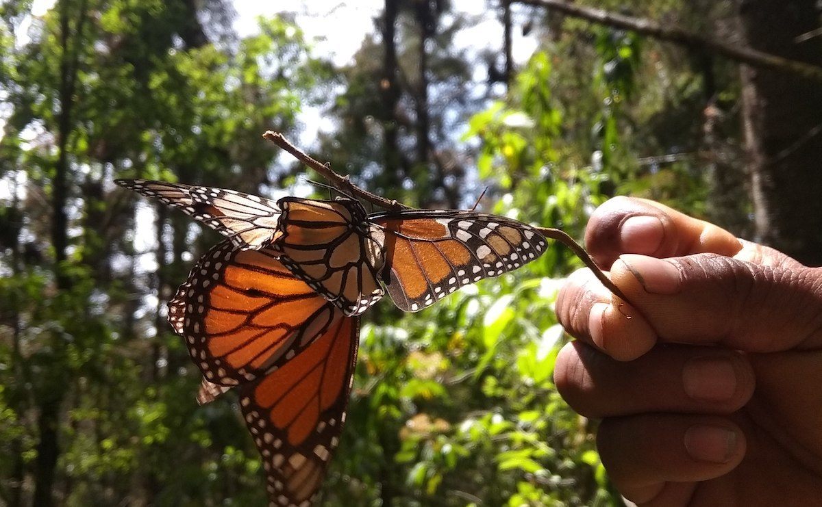 Monarch Butterfly sanctuary during a Mexico City road trip