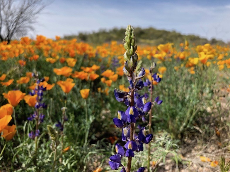 Arizona Wildflowers in Wickenburg 